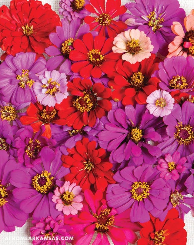 Beautiful Fall Blooms | At Home in Arkansas | September 2016